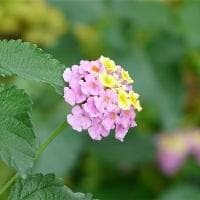 "kind of"后面加单数还是复数？
