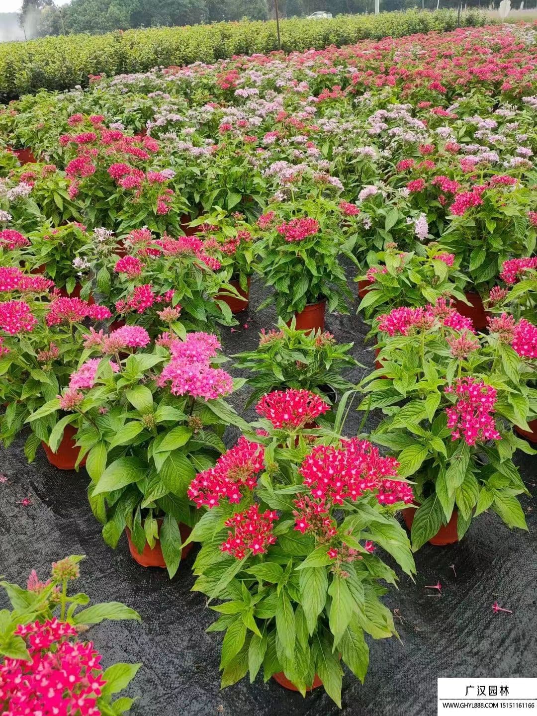 五角星花：独特的观赏植物及其养护要点