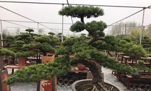 紫色禾雀花的花语是什么？紫色禾雀花代表什么？