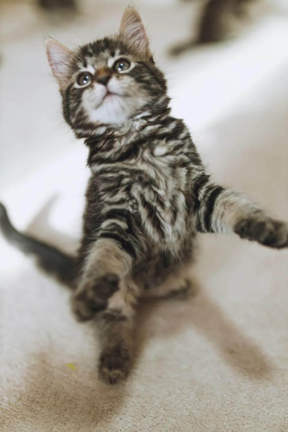 跳舞小猫视频火爆背后：从动物行为到心理健康