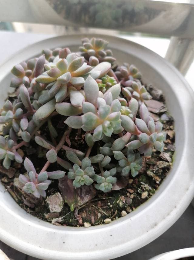 植物百科 | 姬秋丽Graptopetalum ‘Mirinae’