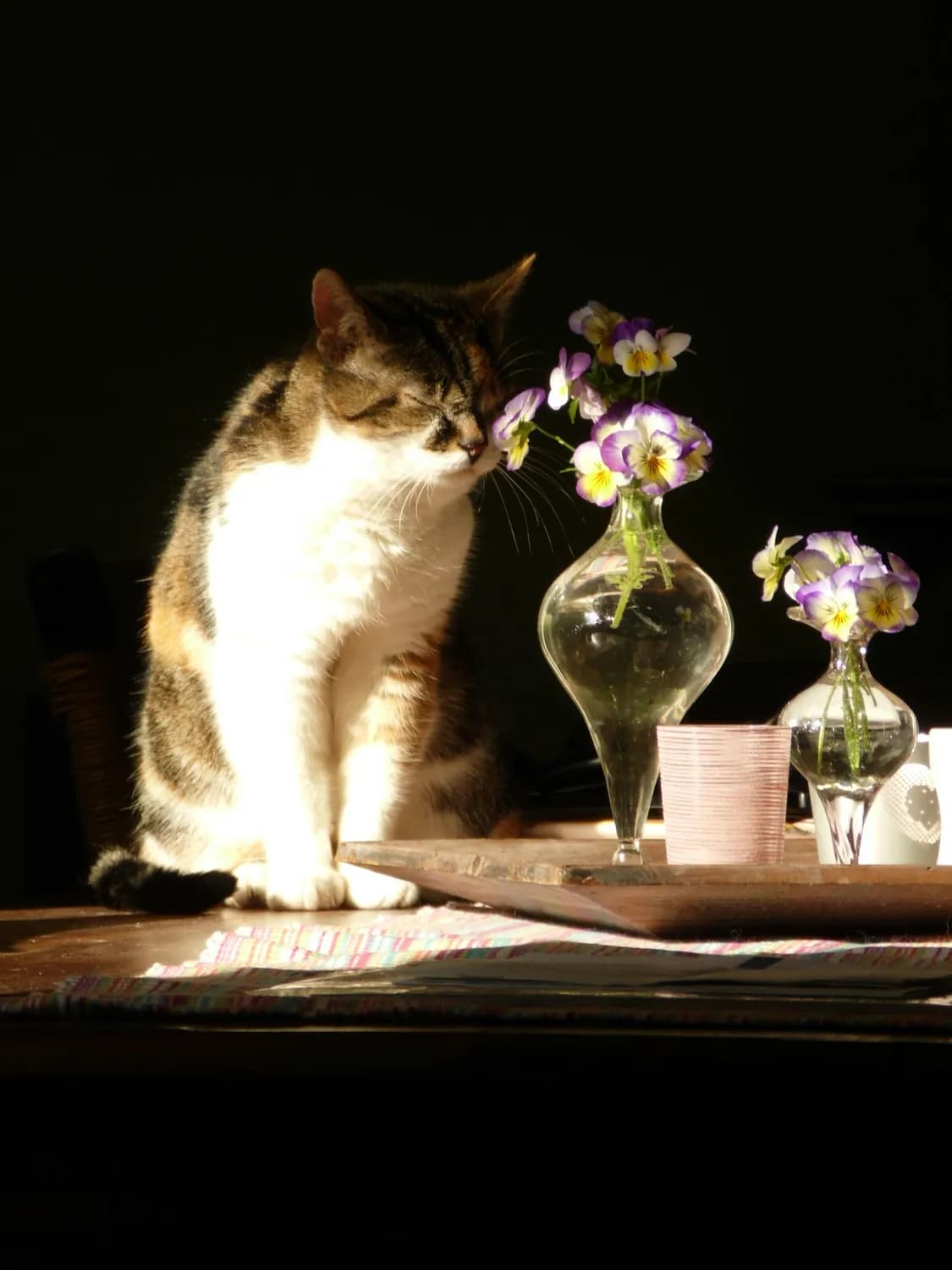养宠家庭必知：百合花竟是猫咪"致命杀手"？
