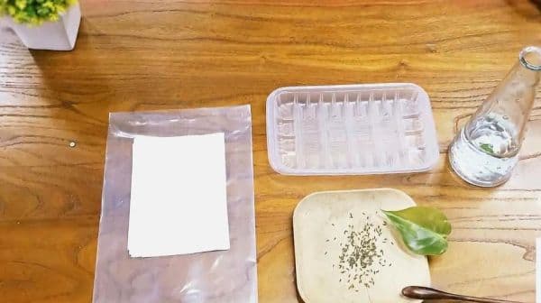 纸巾催芽法：简单实用的种子催芽指南