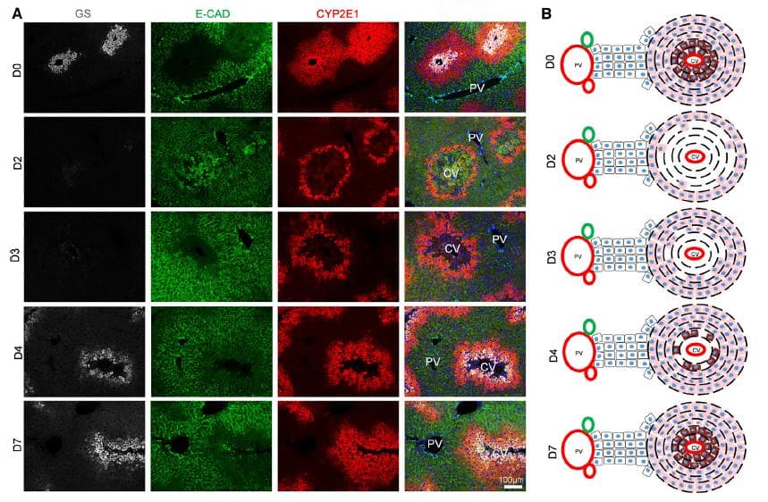 Cell Stem Cell | 单细胞及空转助力探索急性肝损伤后再生的作用机理