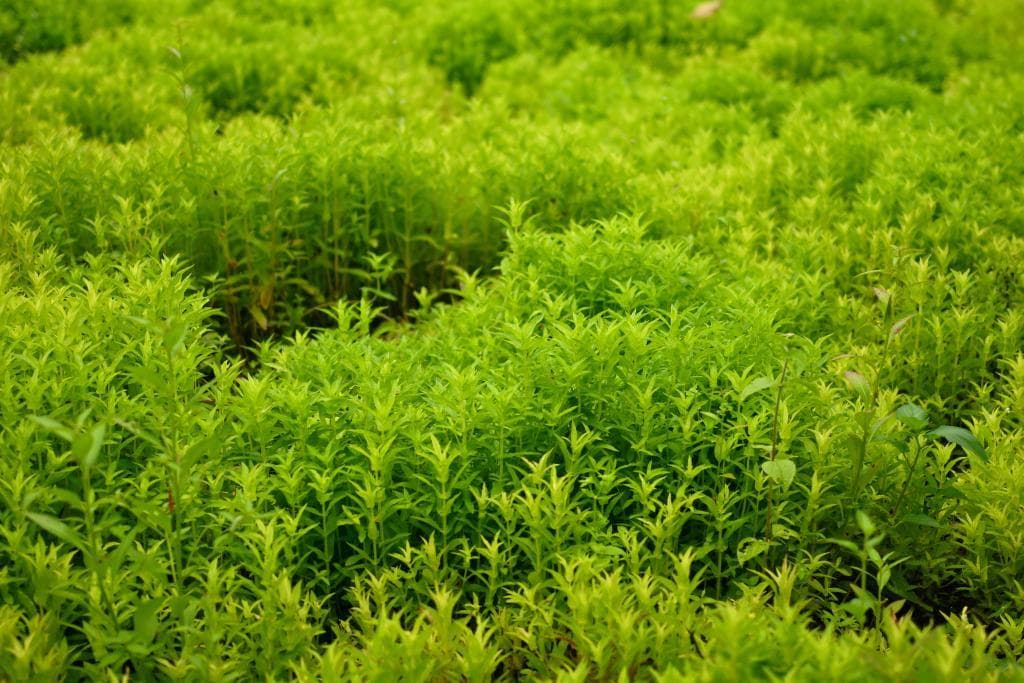 西双版纳：跳蚤草种植带动村民增收，助力乡村振兴