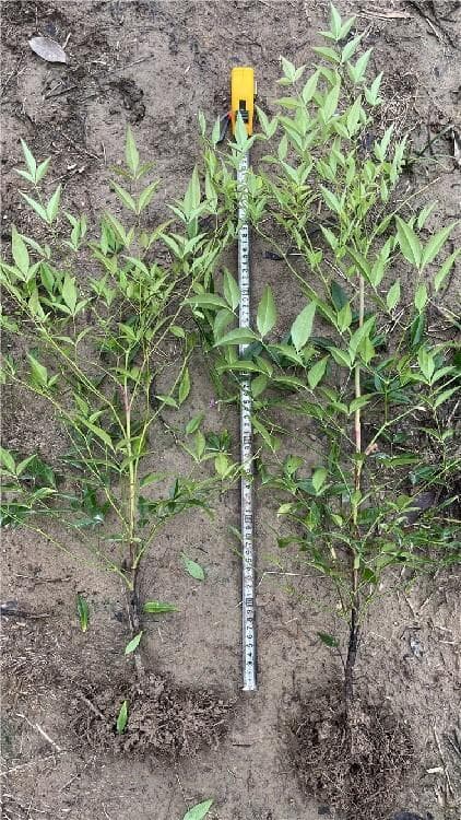 潢川南天竹：一种耐修剪、易造型的园林观赏植物