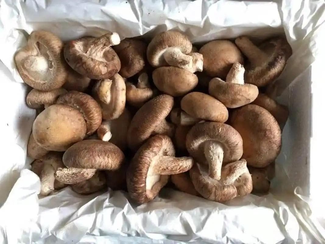 香菇肉丁炸酱面：高蛋白低脂肪的健康美味选择