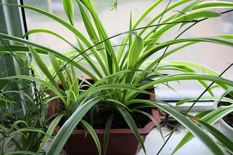 綠色植物、洋蔥、蠟燭等 除甲醛方法有效嗎?