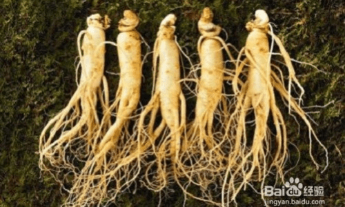 人参的功效与作用以及食用禁忌