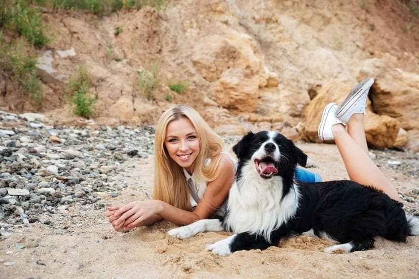边境牧羊犬多大开始认主人？5个实用方法让边牧快速认主