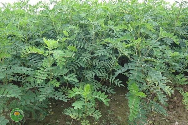 黄芪种植一般几年可收？