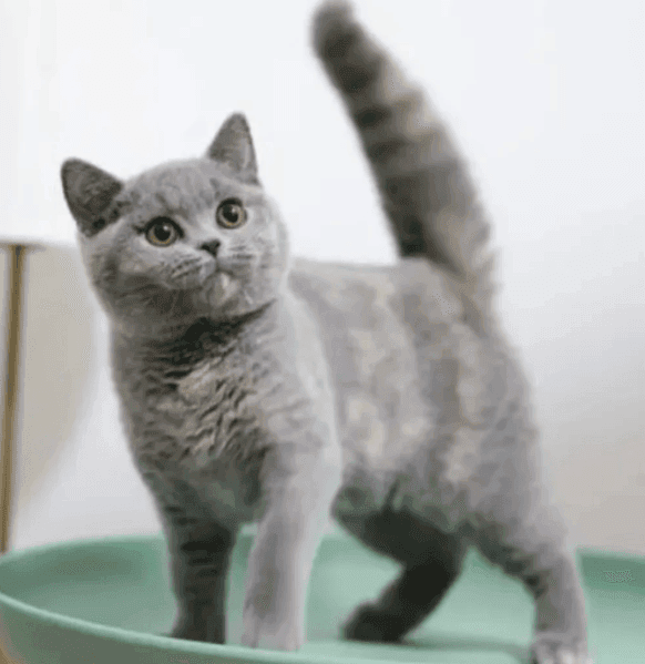 蓝乳英短猫深度解析：从特点到护理，全方位指南！