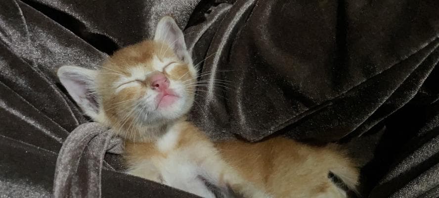 宠物猫是否会给人带来健康风险（探讨猫对人类的健康影响及预防方法）