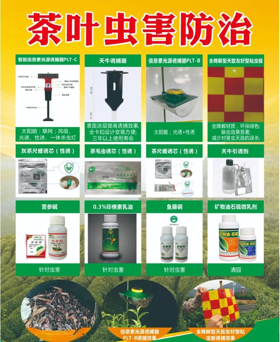 2025年茶树主要病虫害防控技术方案