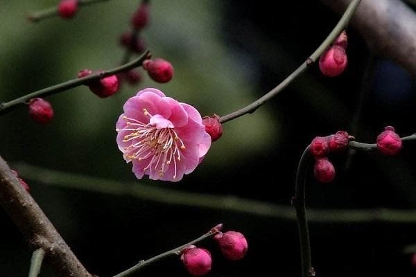 艺术想象让诗飞起来：绝句中的"比"之美