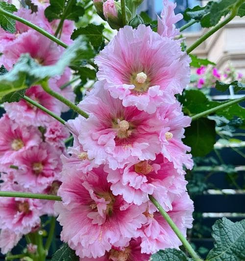 玫瑰花庄园剪花的正确方法是什么？如何修剪才能促进花朵生长？