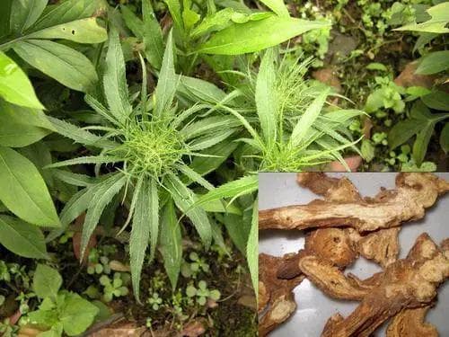 “脾脏补气第一要药”，可健脾胃而升清阳、燥湿祛痰、通便止汗