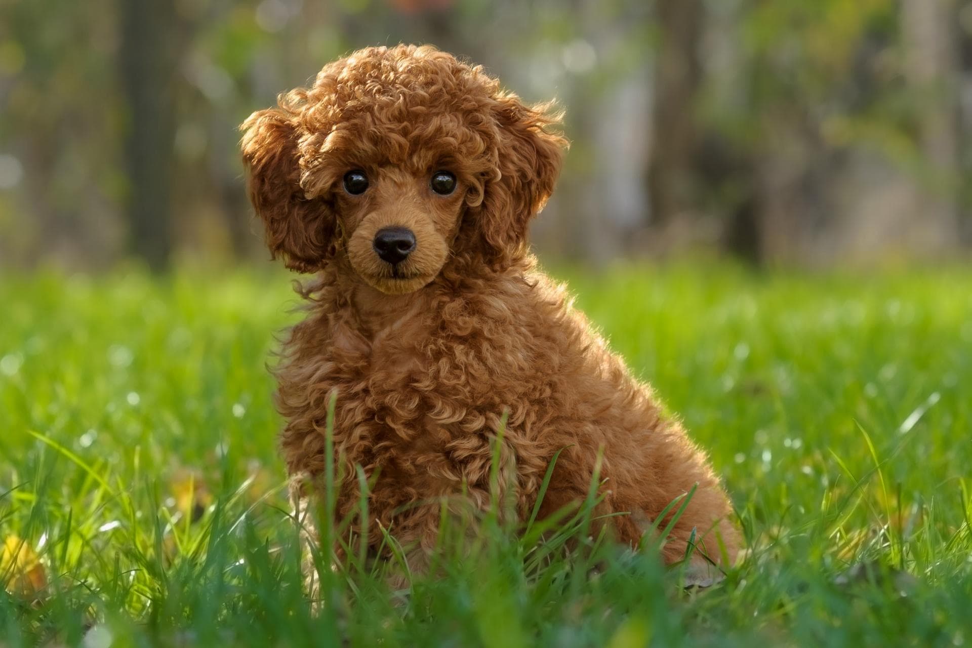 全球十大聪明犬排行榜：从边境牧羊犬到贵宾犬