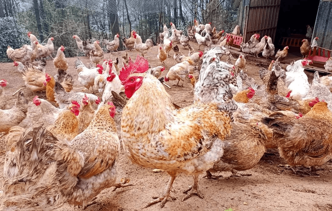 巴中通江：抓住产业“鸡”遇 为乡村振兴添活力