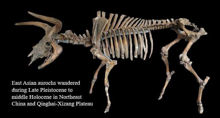 分子古生物学组合作研究揭示已灭绝东亚原牛的多样性及其对家牛的贡献