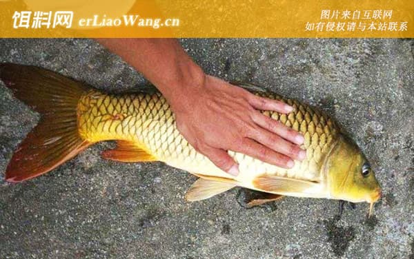 玉米钓鲤鱼的方法和技巧_5步教你知道_清晰图解