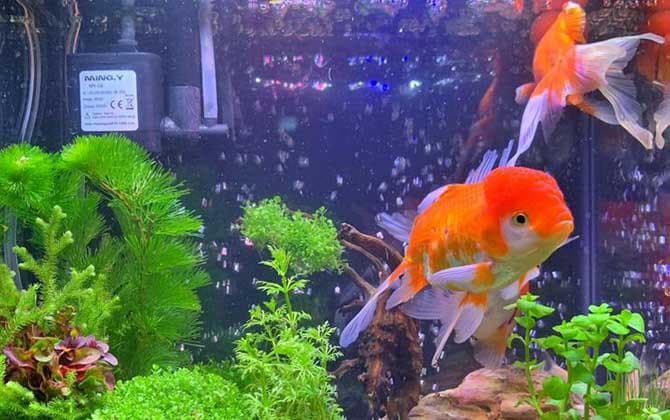 新手养金鱼完全指南：从鱼缸到光照的全方位养护要点