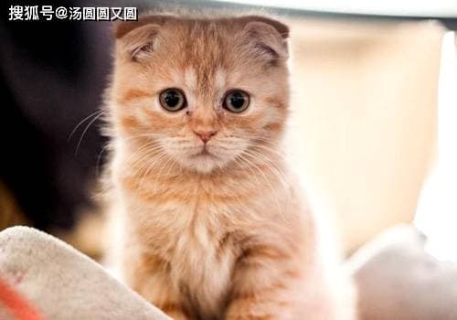 猫咪生育时间揭秘，宠物繁殖奥秘探秘