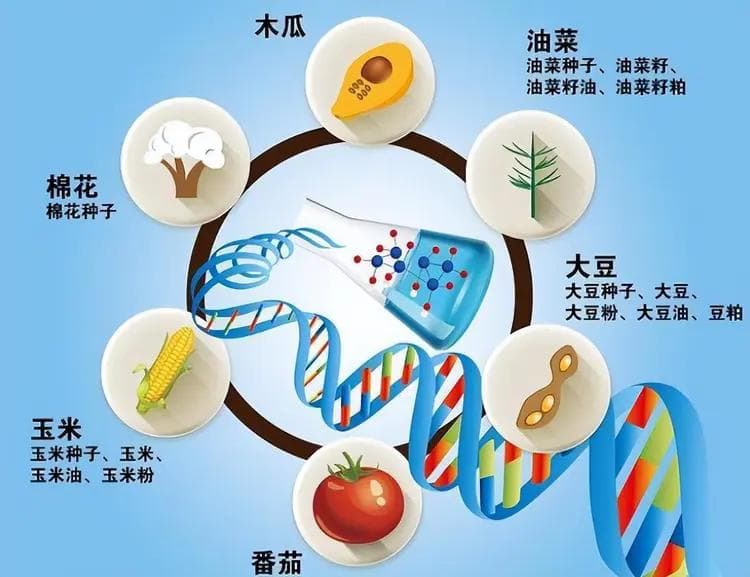 转基因技术有哪些好处？为什么我国要站在转基因技术制高点