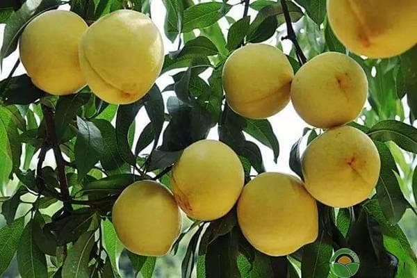 黄桃什么时候种植最好？