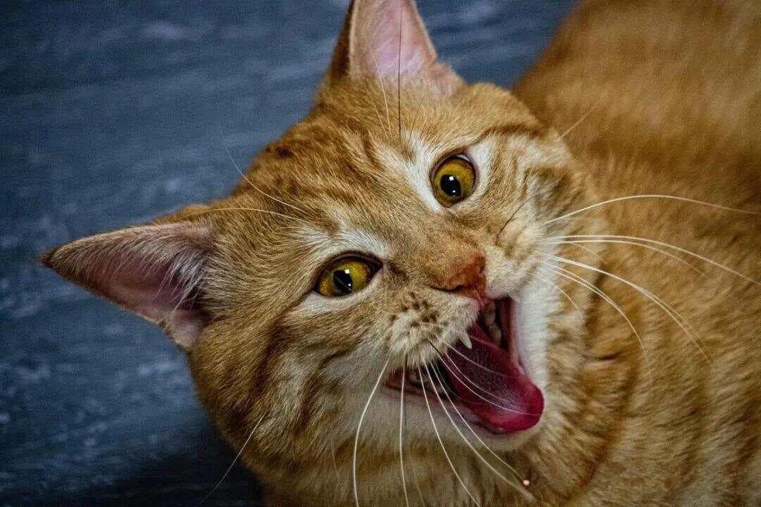 猫咪哈气：是凶相毕露，还是内心恐慌？