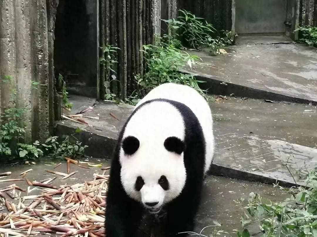 “北动影后”大熊猫“萌萌”的温馨故事