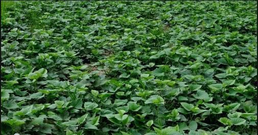 地瓜种植时间和方法是什么？地瓜种植注意事项有哪些？