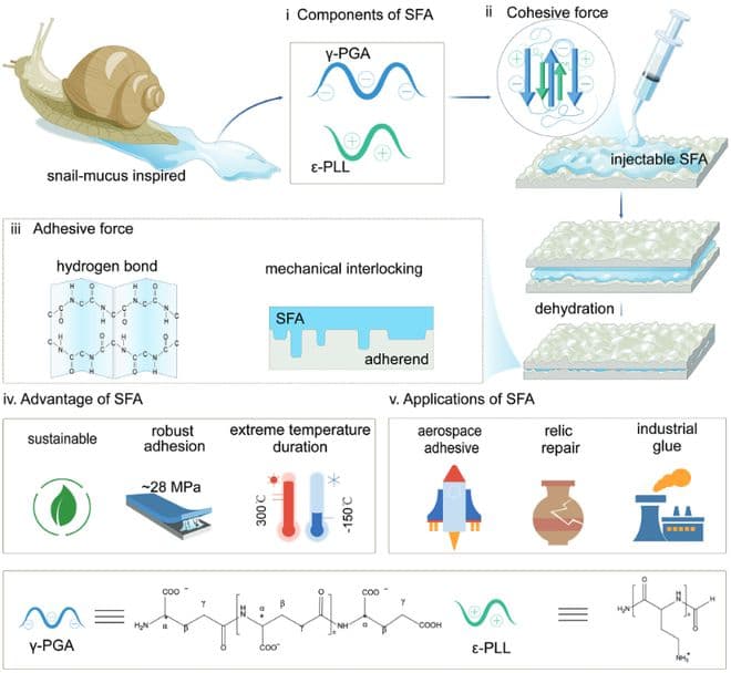 浙大团队研发新型生物基胶粘剂：全程无化学反应，性能超传统粘合剂两倍