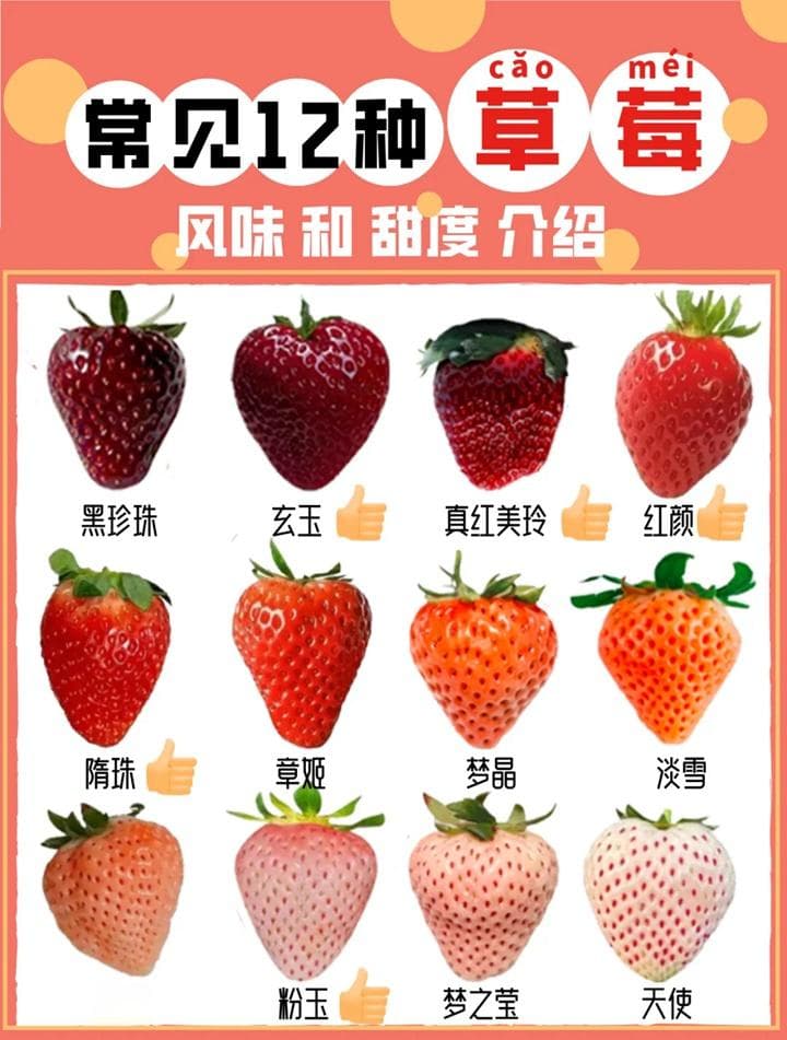 常见的12种草莓品种介绍