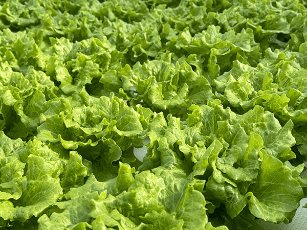 奶油生菜种植全攻略：从选种到采收的实用指南