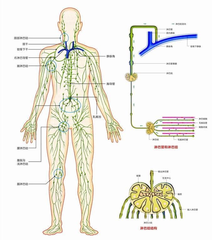 姑娘，快摸摸自己的淋巴，出现这种情况赶紧去医院