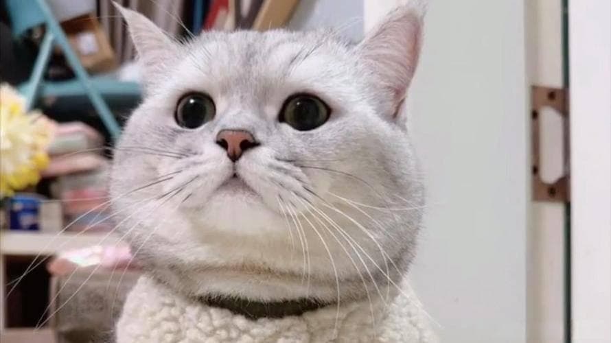 猫咪拉稀不止，如何化解这场 “软便风暴”？
