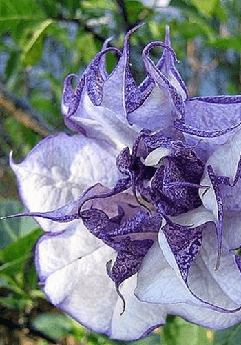 曼陀罗花语：花开彼岸，花叶相错