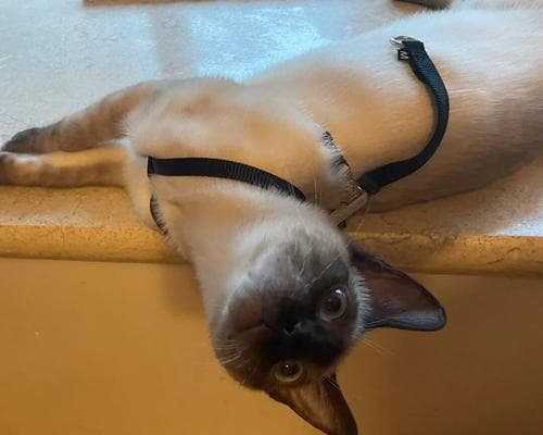 猫咪怀孕怕热，如何给它们创造舒适的生育环境？