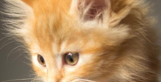 猫的饮食需求——鸡肝的适量喂养量