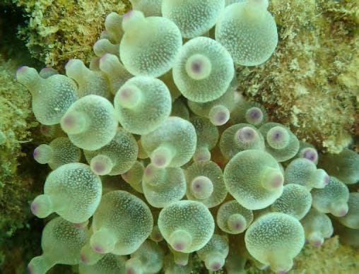 海葵——锚居海底的贪婪捕食者