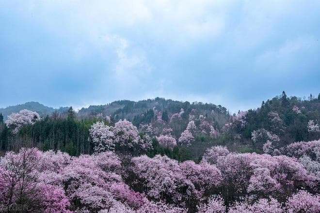 春日限定！中国13处绝美花海，总有一处让你心动
