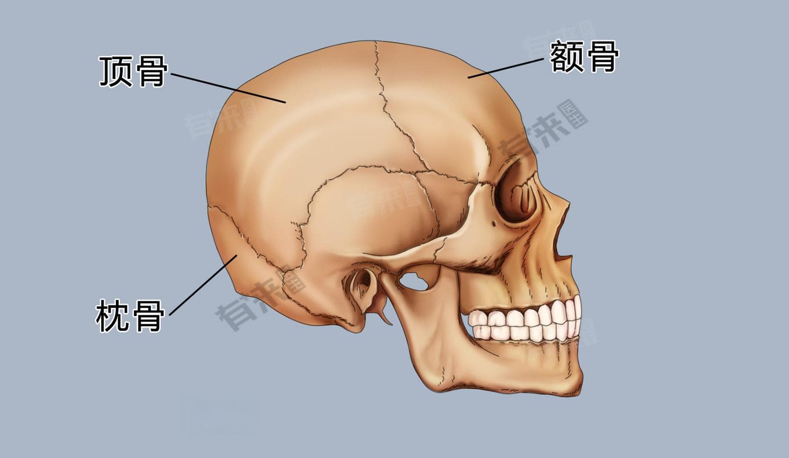枕骨疼痛怎么引起的