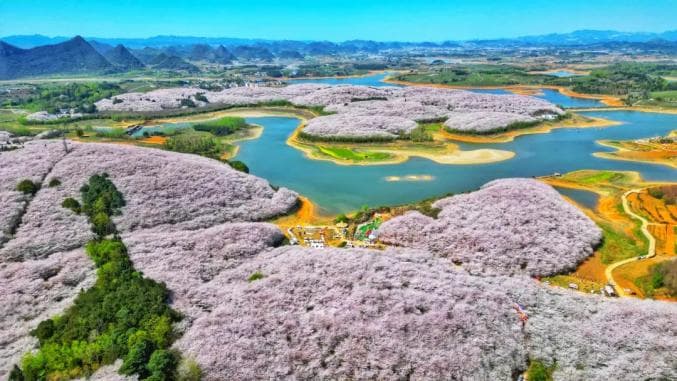 贵安樱花预计3月下旬陆续盛开！（附玩法、路线攻略）