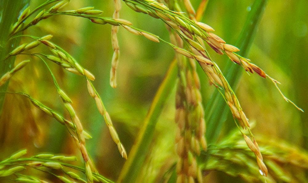 五常稻花香大米一等品：秘密在于土质和种植技术