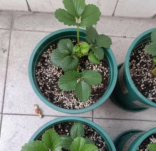 草莓苗盆栽种植多久能结果？如何提高结果率？