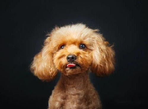 十个行为让你成为泰迪犬最爱的主人