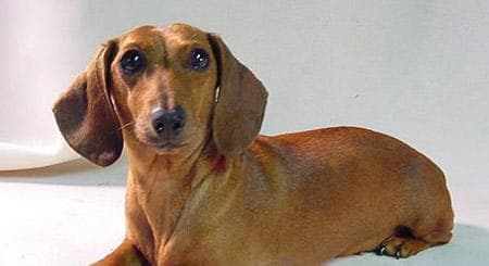 如何选择适合家禽相处的犬种（以什么狗不会咬鸡鸭为例）