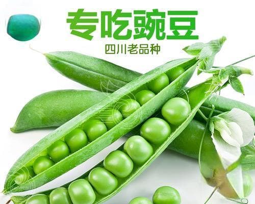 豌豆春季种植指南：从选种到收获的全过程详解