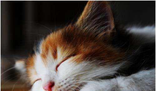 猫咪舔毛的真正原因（探究猫咪舔毛的功能和意义）